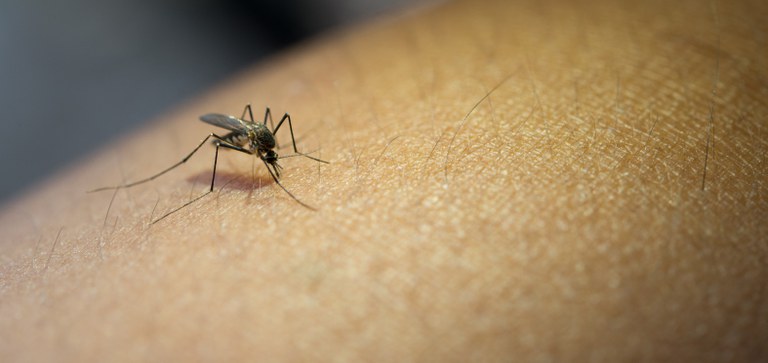 Epidemia de dengue será a pior da história, diz Organização Pan-Americana da Saúde